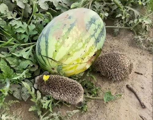 热门大瓜热心的朝阳爆料